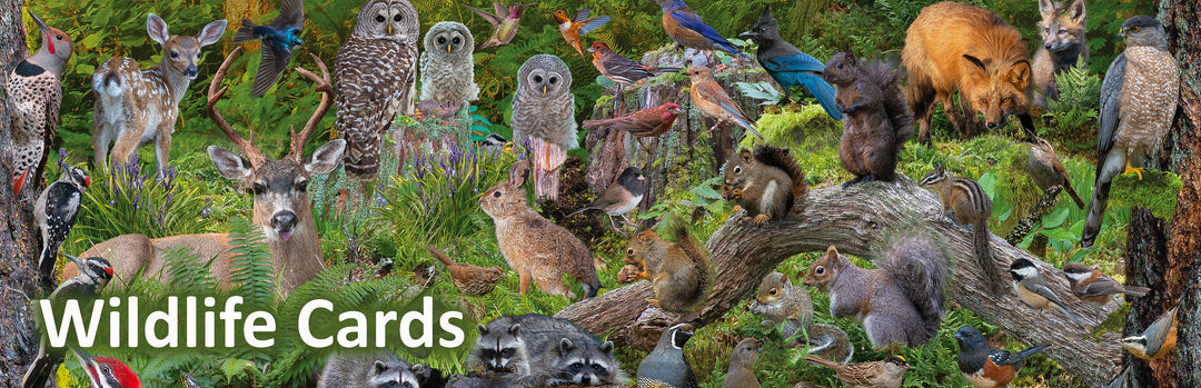 Wildlife Cards