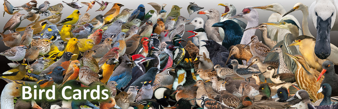 Bird Cards