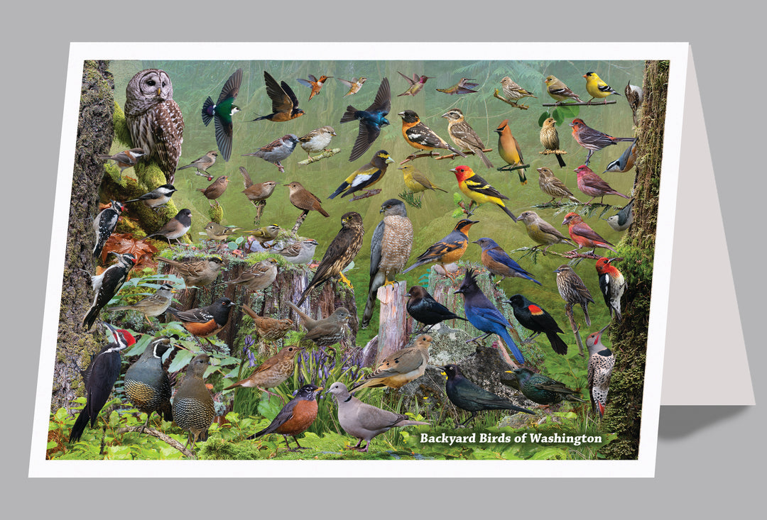 US Field Guide Cards