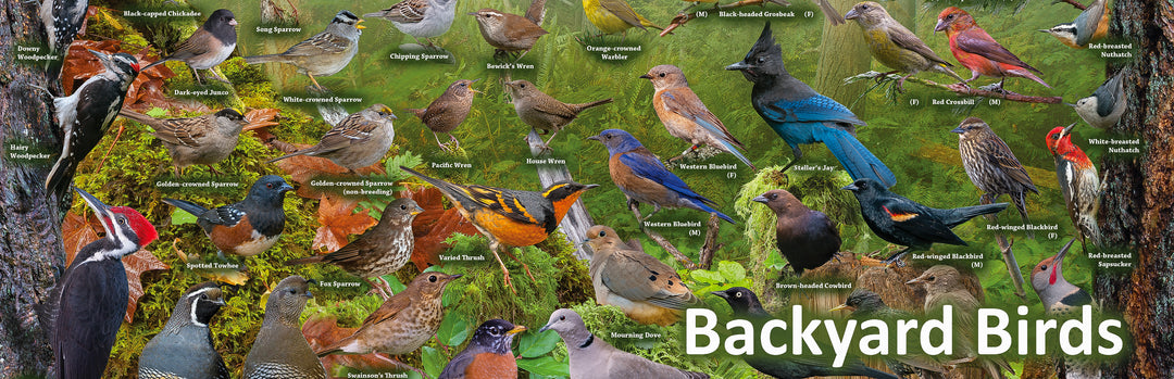 Backyard Bird Collection