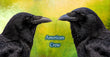 11oz Mug - AMCR 004 - American Crow