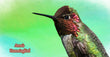 11oz Mug - ANHU 005 - Anna's Hummingbird