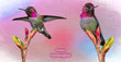 11oz Mug - ANHU 009  - Anna's Hummingbird