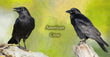 11oz Mug  - AMCR 005  - American Crow