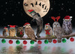 Christmas Card - Asio and Owls 2023 6-pk