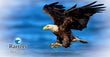 11oz Mug - BAEA 001  - Bald Eagle