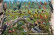 11" x 17" Placemat - Backyard Birds of the Maritimes -Wholesale Ordering Only (Copy)