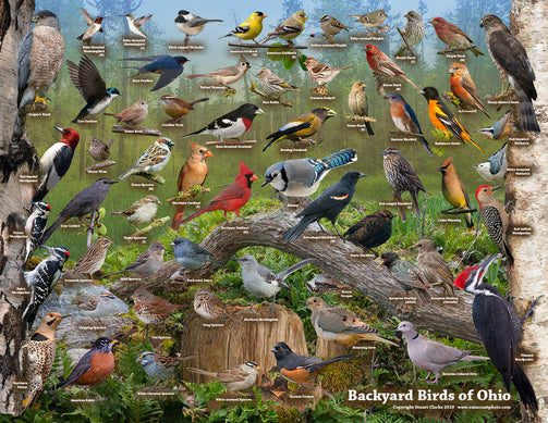 Backyard Birds of Ohio posters