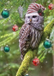Christmas Card - Barred Owl Christmas 2023 6-pk
