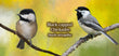 11oz Mug - BCCH 001 - Black-capped Chickadee
