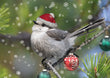 Christmas Card - Canada Jay Christmas 2023 6-pk
