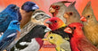 11oz Mug - CARD 002  - Cardinalidae
