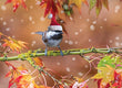 Christmas Card - Chestnut Chickadee 2025  6-pk