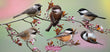 11oz Mug - CHIC 001 - Chickadees