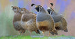 11oz Mug - CAQU 003   -  California Quail