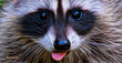 11oz Mug - RACC 011 - Raccoon