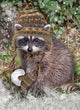 Christmas Card - Raccoon Toque 2023 6-pk