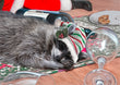 Christmas Card - Sleepy Raccoon 2024 6-pk