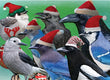 Christmas Card - Corvids Christmas 2023 6-pk