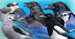 11oz Mug - CORVIDS