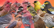 11oz Mug - Finches