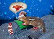 Christmas Card - Golden Mantled Ground Squirrel 2023  6-pk