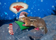 Christmas Card - Golden Mantled Ground Squirrel 2023 6-pk