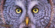 11oz Mug - GGO 002  - Great Grey Owl