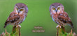 11oz Mug - NSWO 004  - Northern Saw whet Owl