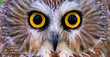 11oz Mug - NSWO 005 - Northern Saw whet Owl