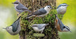11oz Mug - NUTH 005  - Nuthatches