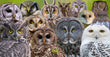 11oz Mug - OWLS 003 - Owls of Canada