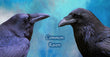 11oz Mug - CORA 007  - Common Raven Mug