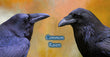 11oz Mug - CORA 006  - Common Raven Mug