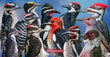 11oz Mug - WPWE 002  - Woodpecker