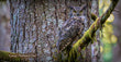 11oz Mug - GHOW 002  - Great Horned Owl