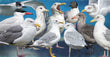 11oz Mug - GULLS