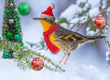 Christmas Card - Varied Thrush 2023 6-pk