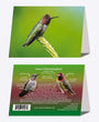 5" x 7" Cards - ANHU 5542 _ Anna's Hummingbird 6-pk