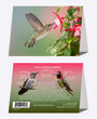 5" x 7" Cards  -  ANHU 6746  - Anna's Hummingbird 6-pk