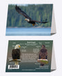 5" x 7" Cards - BAEA 0994 - Bald Eagle 6-pk