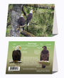 5" x 7" Cards - BAEA 1313 - Bald Eagle 6-pk
