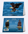 5" x 7" Cards - BAEA 0535 - Bald Eagle 6-pk