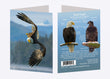 5" x 7" Cards - BAEA 7220 - Bald Eagle 6-pk