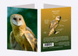 5" x 7" Cards  -  BROW 3774   - Barn Owl 6-pk