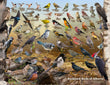 18" x 24" Poster  -  Backyard Birds of Alberta