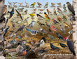 18" x 24" Poster - Backyard Birds of Alberta