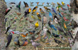 11" x 17" Placemat - Backyard Birds of the BC Interior -Wholesale Ordering Only