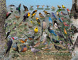 18" x 24" Poster  -  Backyard Birds of the BC Interior