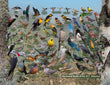 18" x 24" Poster - Backyard Birds of the BC Interior